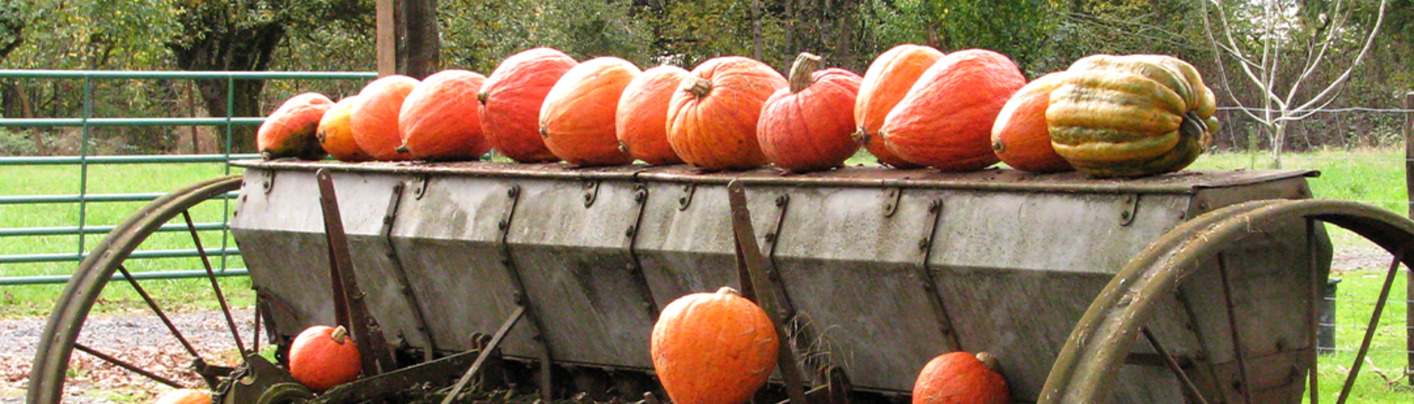 old metal farm equipment with pumpkins displayed on top