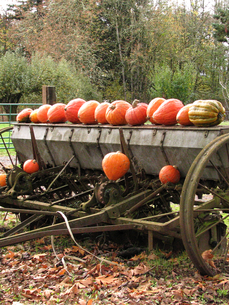old metal farm equipment with pumpkins displayed on top