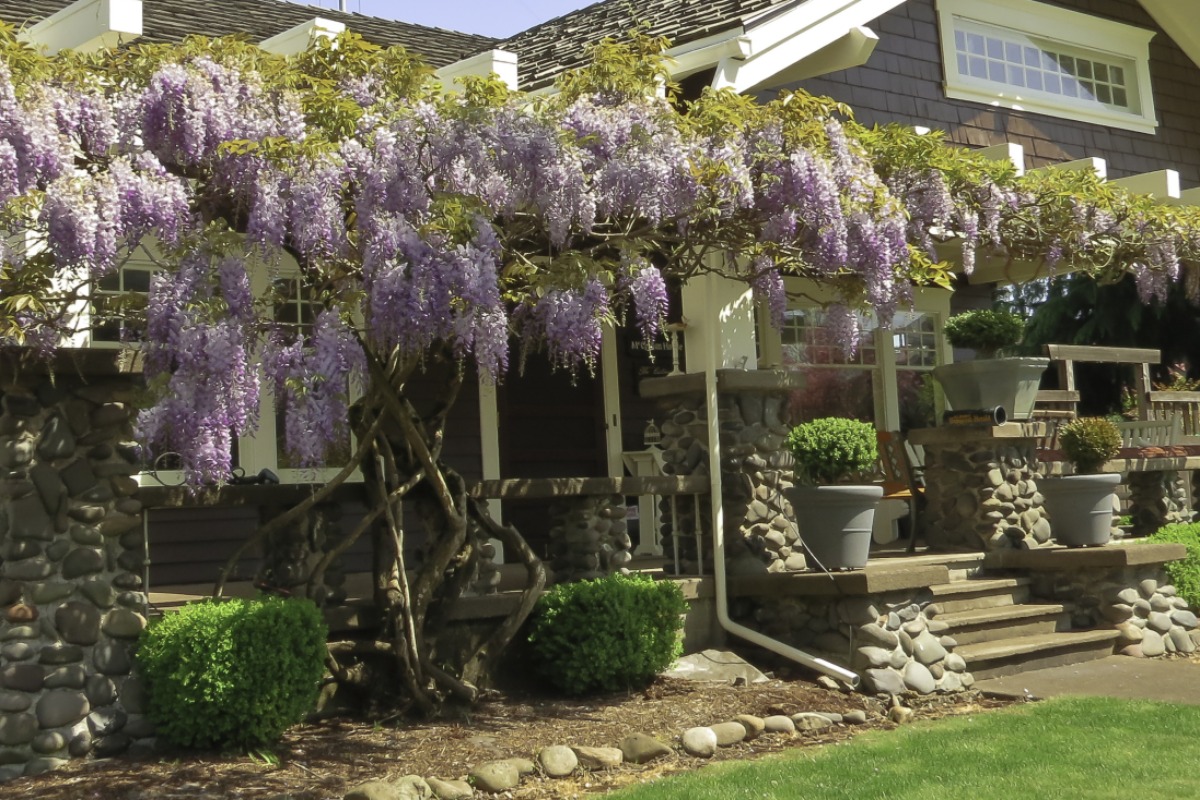 cottage with wisteria trellis