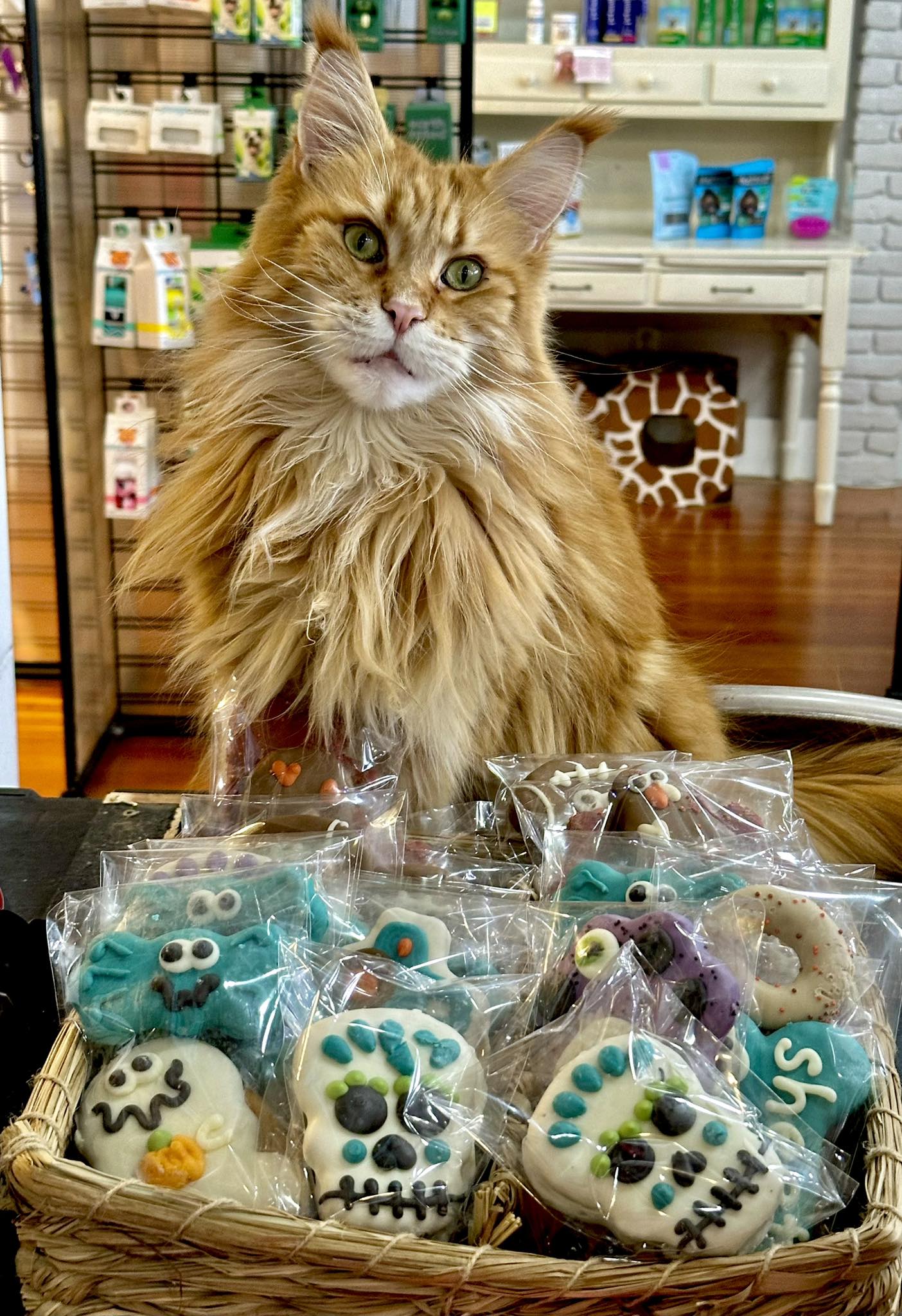long hair cat and decorated pet safe cookies